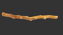 Load image into Gallery viewer, Raw untreated golden coral branch specimen from deep sea, real museum-grade coral for collectors and gemology enthusiasts