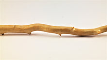 Load image into Gallery viewer, Real Deep Sea Golden Coral – Large Untreated Raw Specimen / Natural Golden Coral Branch