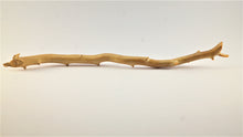 Load image into Gallery viewer, Real Deep Sea Golden Coral – Large Untreated Raw Specimen / Natural Golden Coral Branch