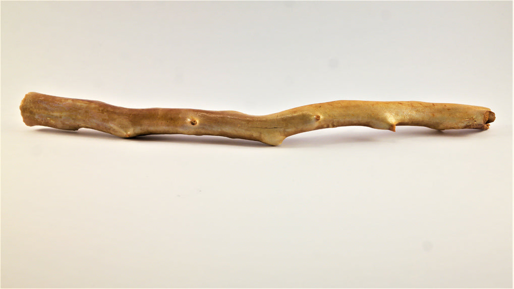 Out of the Ordinary Thick Specimen of Deep Sea Gold Coral