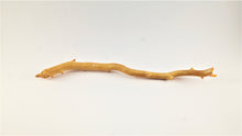 Load image into Gallery viewer, Exceptionally Large Specimen of Deep Sea Gold Coral
