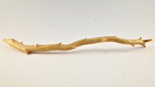 Load image into Gallery viewer, Exceptionally Large Specimen of Deep Sea Gold Coral
