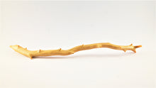 Load image into Gallery viewer, Exceptionally Large Specimen of Deep Sea Gold Coral
